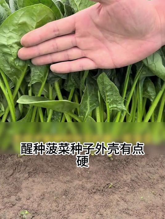 学方法种菠菜,出芽快长势好,您试试!