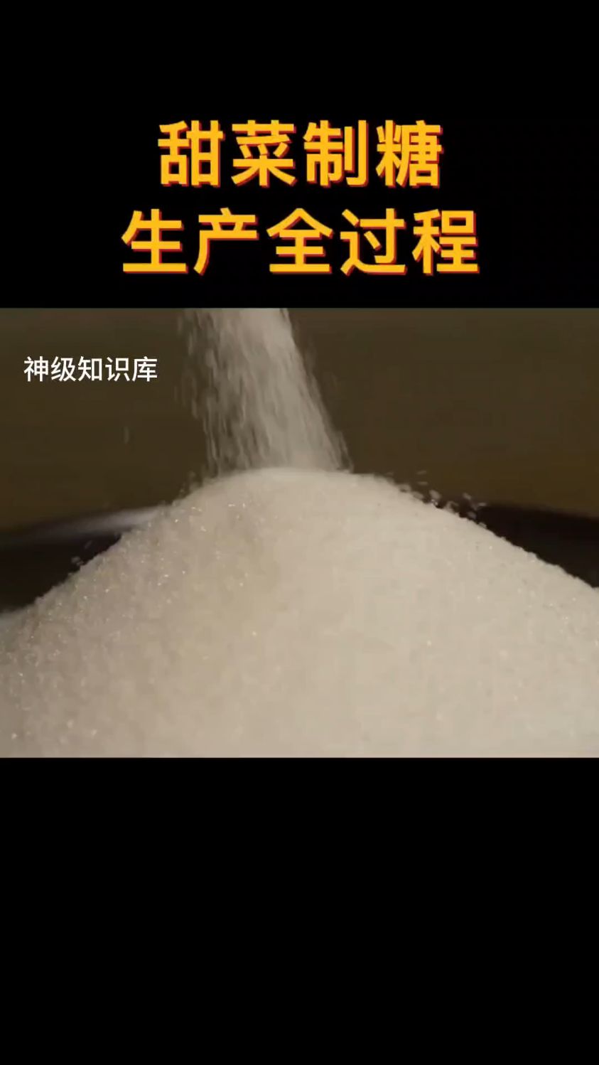 甜菜制糖生产全过程