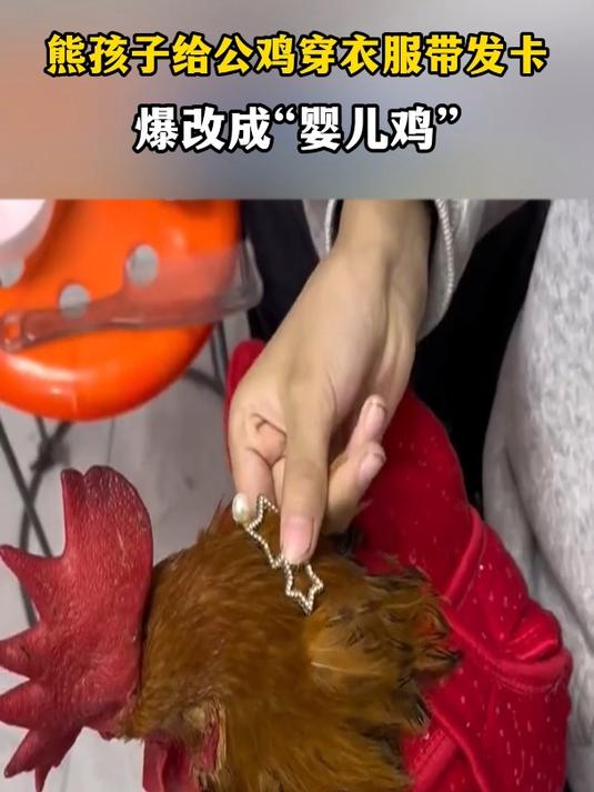 熊孩子给公鸡穿衣服带发卡,爆改成“婴儿鸡”