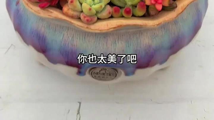 「多肉拼盘」一盘乱肉也疯狂!多肉创意搭配拼盘栽种