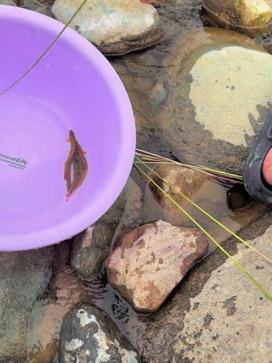 老家叫红尾巴鱼