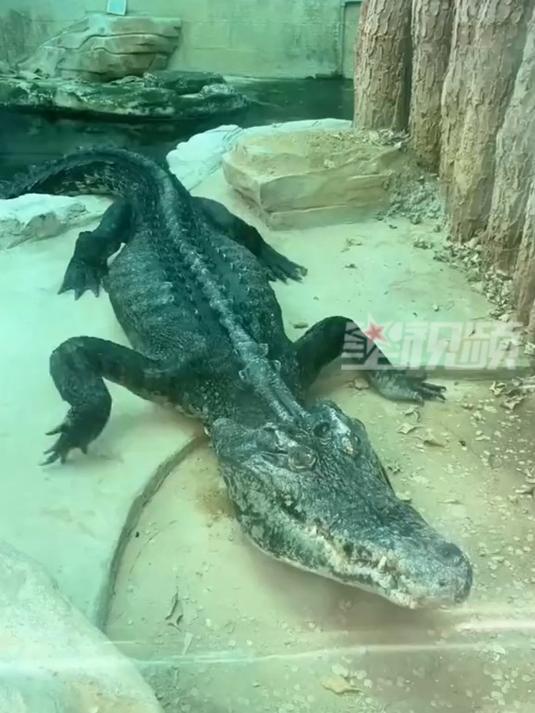 广州动物园鳄鱼瘦成“皮包骨”,一年内多次受到关注,园方:已反馈在处理