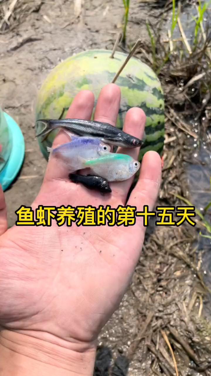 稻田发现好多彩色的鱼