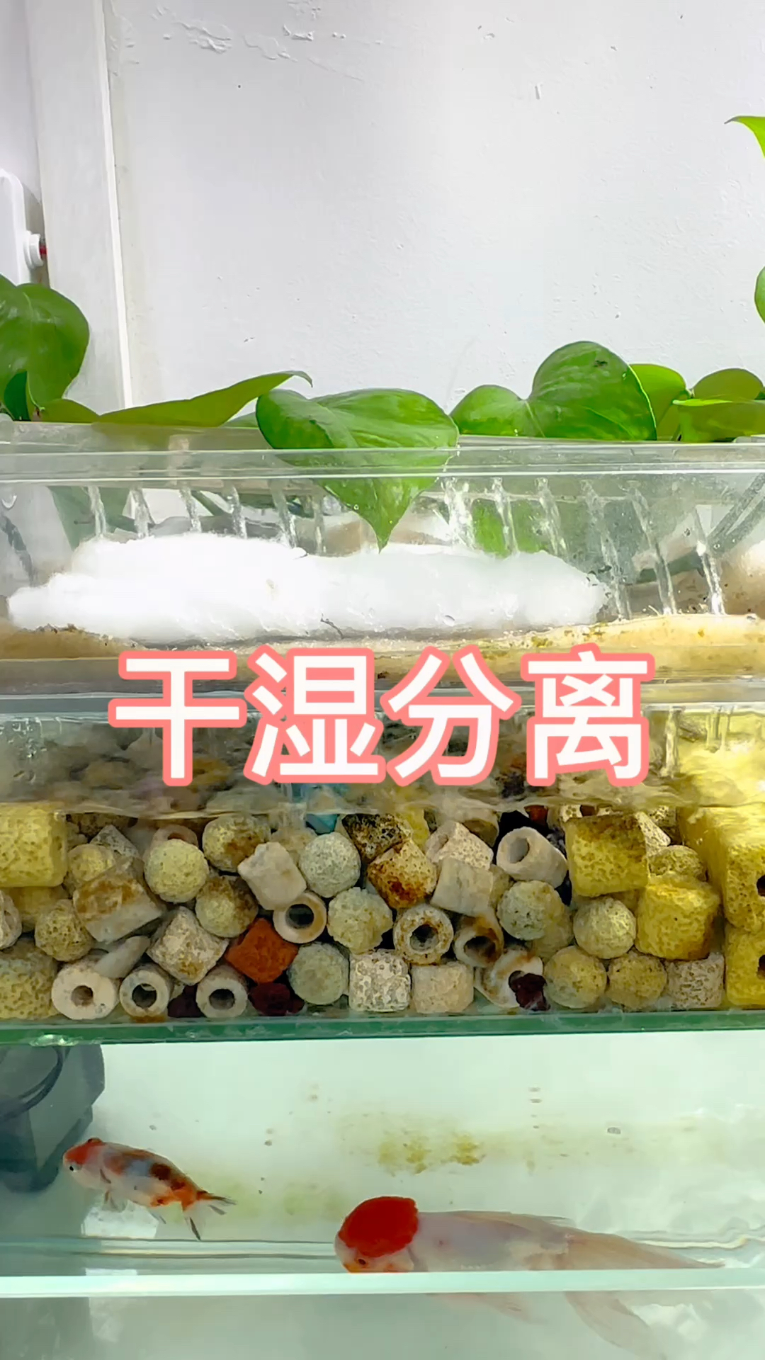 干湿分离很重要吗?有什么作用#水族 #观赏鱼 #鱼缸过滤 #过滤系统 #养鱼日志