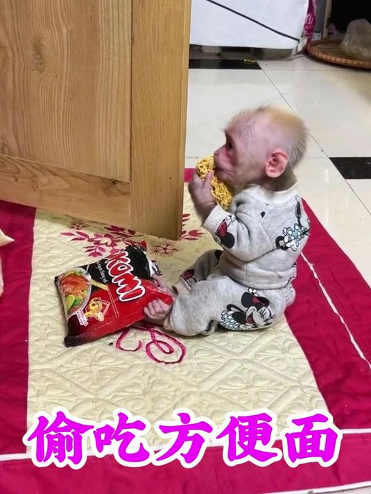 小猴虚子偷吃方便面#可爱的小猴子# #萌猴# #萌宠成长记# #萌宠日常记录# #自然万物