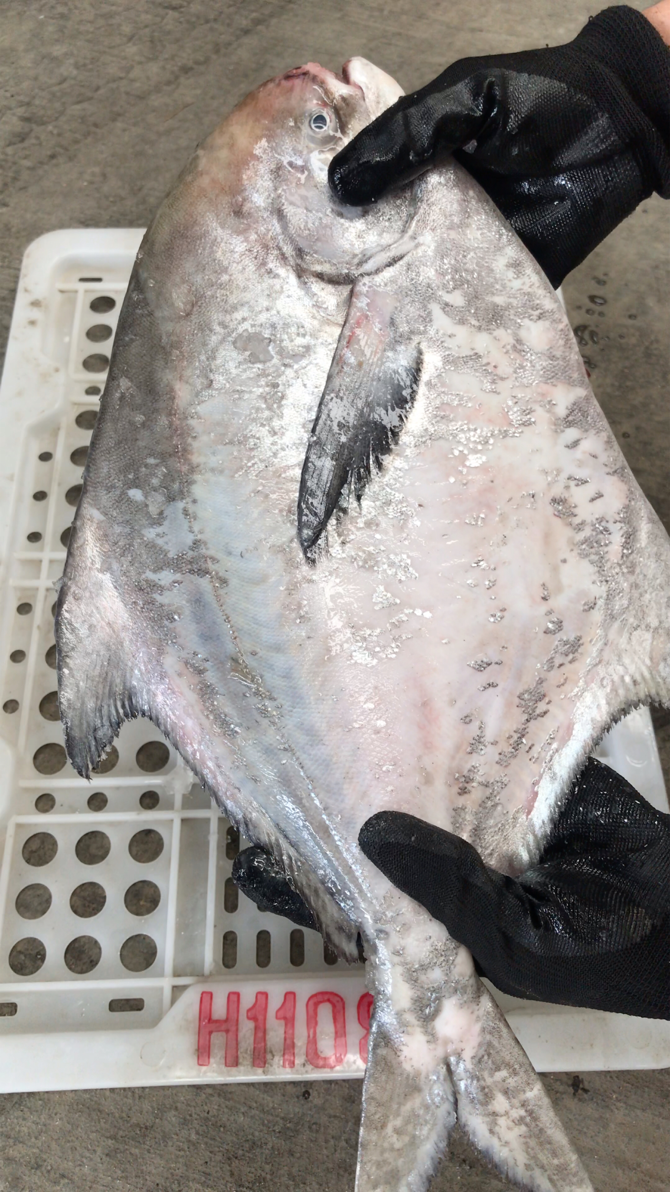 3-5斤特大斗鲳鱼多少钱一斤,码头当天时价