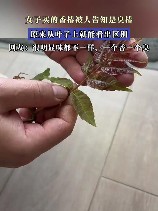 女子买的香椿被人告知是臭椿,原来从叶子上就能看出区别
