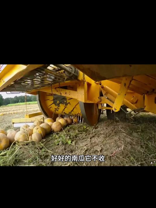 自然炒制南瓜子仁不添加多余调料,突出本味,吃着健康又安心