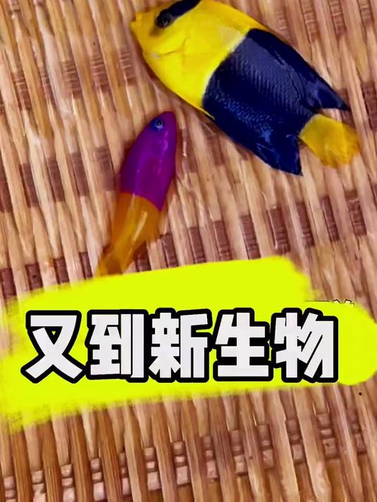 又到新生物了 鲨鱼池 海水生物 神奇动物在抖音