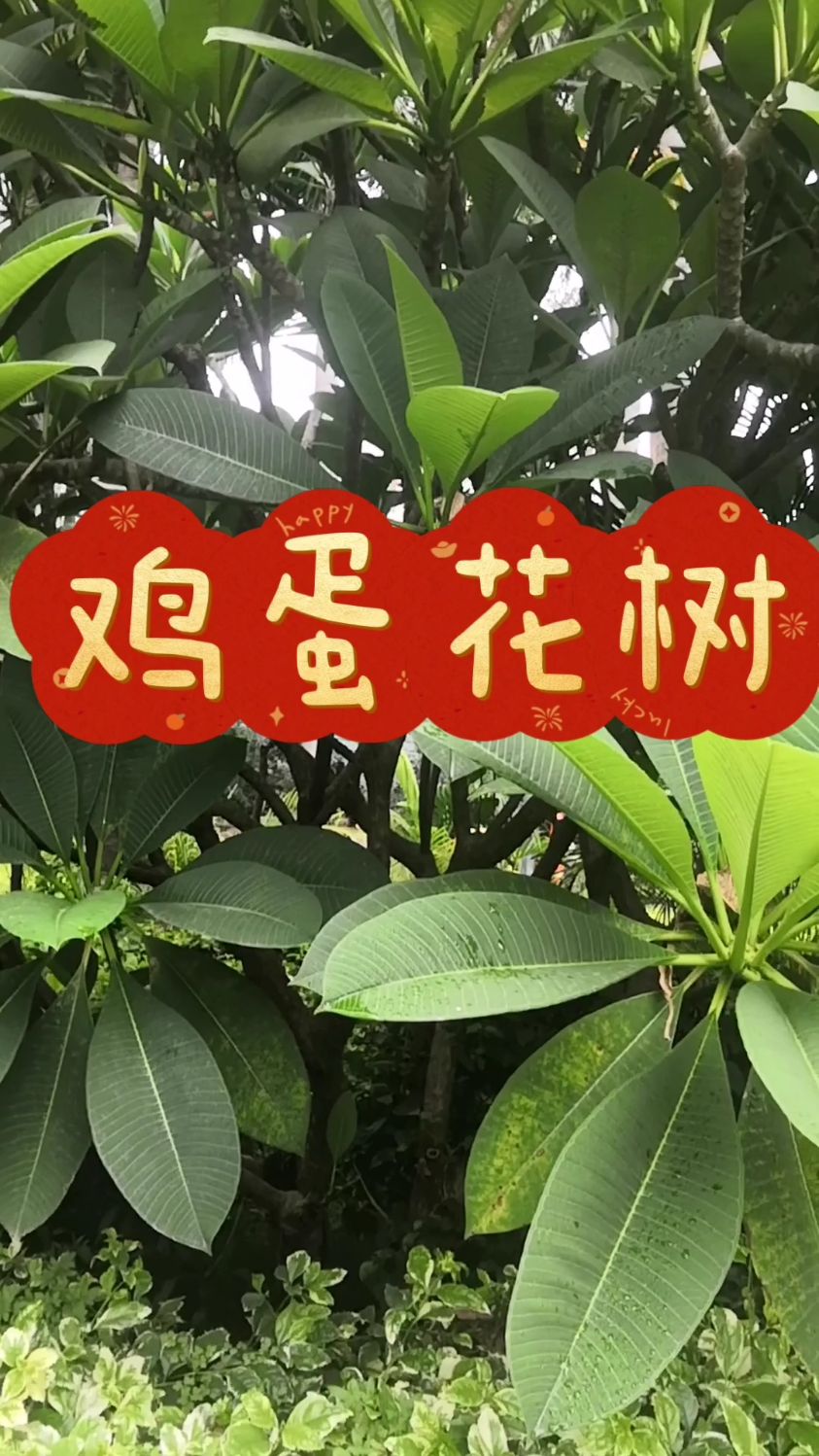 鸡蛋花树,这个花煮水夏天喝很舒服