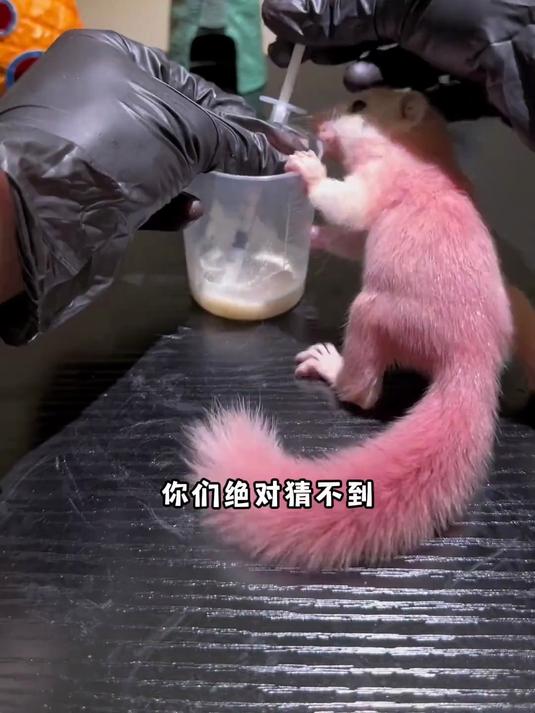 海绵宝宝嗦手指的鱼