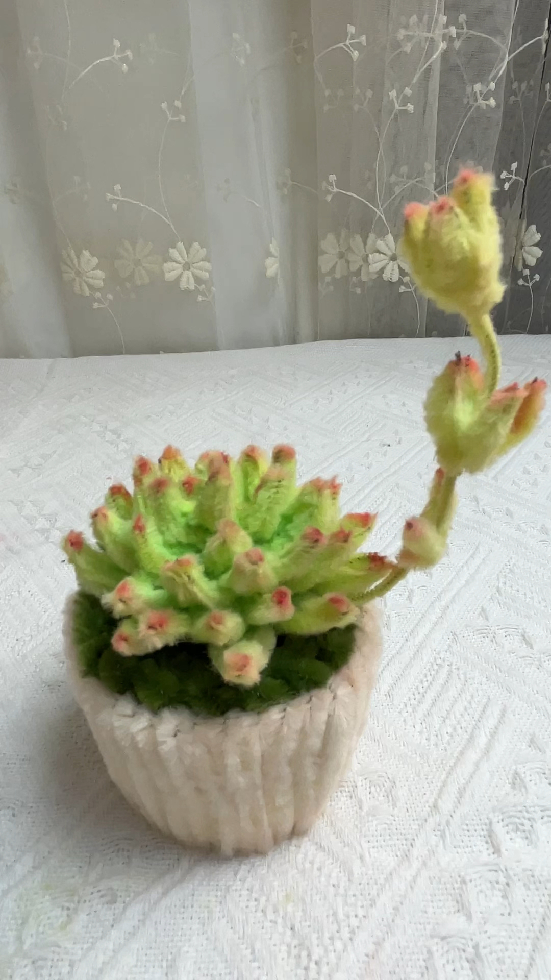 扭扭棒多肉小盆栽多肉植物