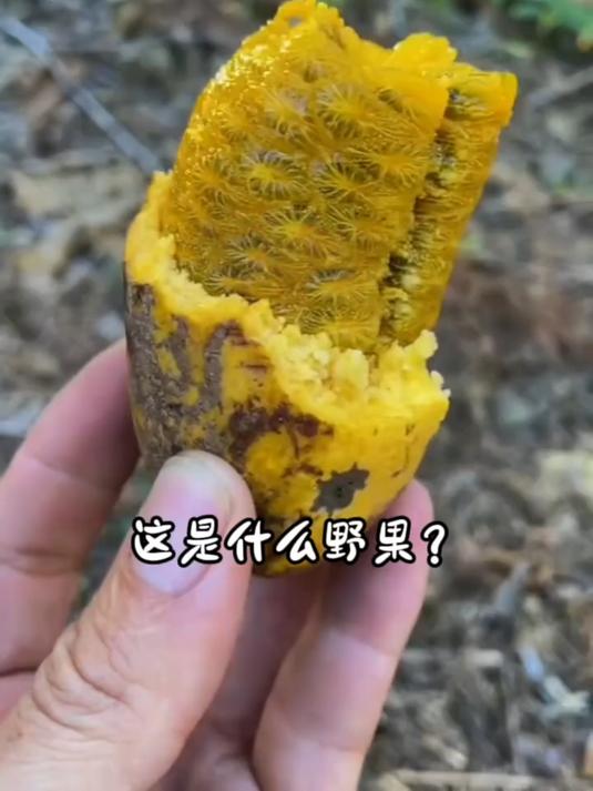 分享15种农村常见的野果,你都吃过哪几种呀?