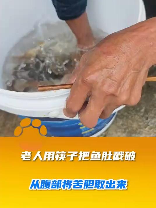 老人用筷子把鱼肚戳破,从腹部将苦胆取出来