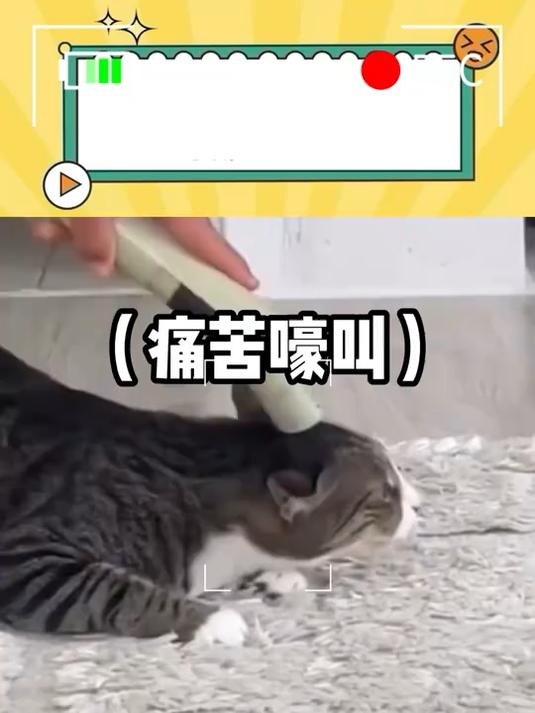 妈,小鸭子好可爱,可爱死了!