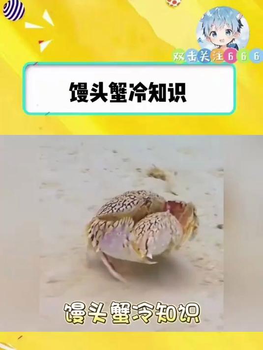 馒头蟹冷知识,这习性颇有霸总风范啊!