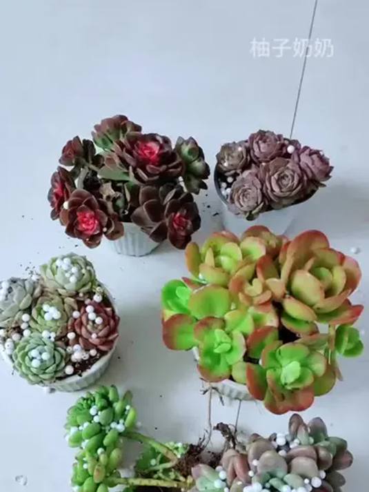 多肉养护怎样做?才能养得美美的超迷人
