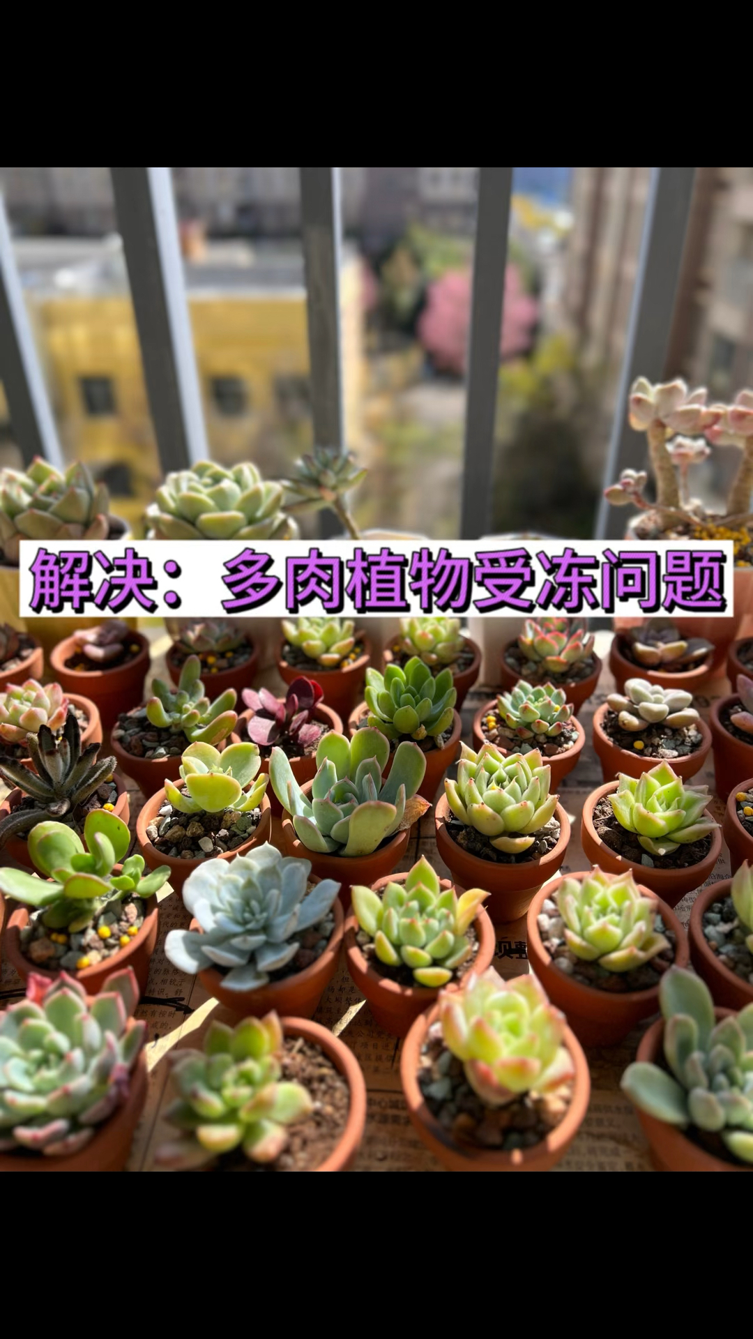 多肉植物受冻后的解决方法,最后一个重点看看