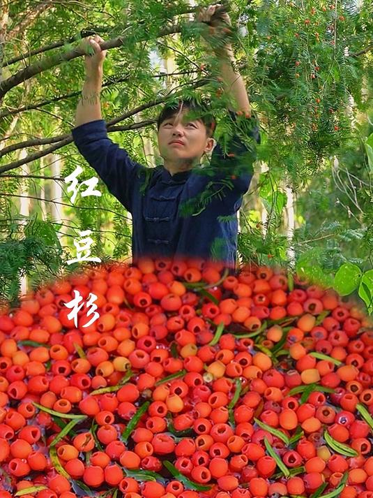 红豆杉果实挂满了枝头,正是摘来做红豆杉米糕的季节,好看又好吃