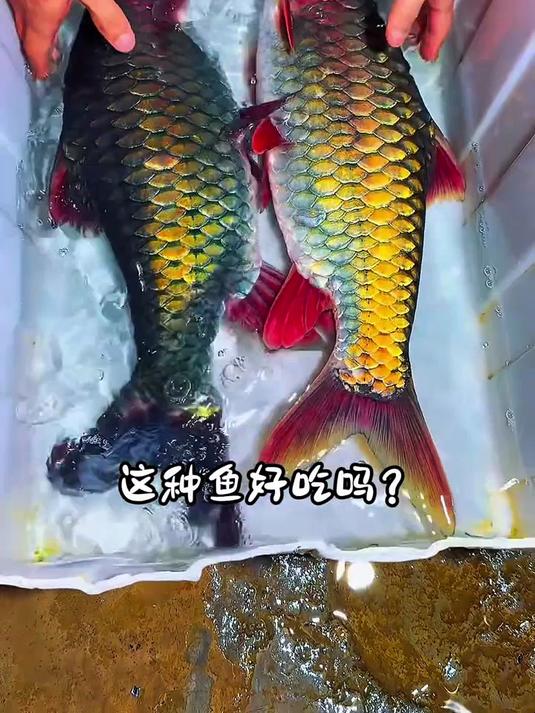 分享18种好吃的淡水鱼，你都吃过哪几种呀？