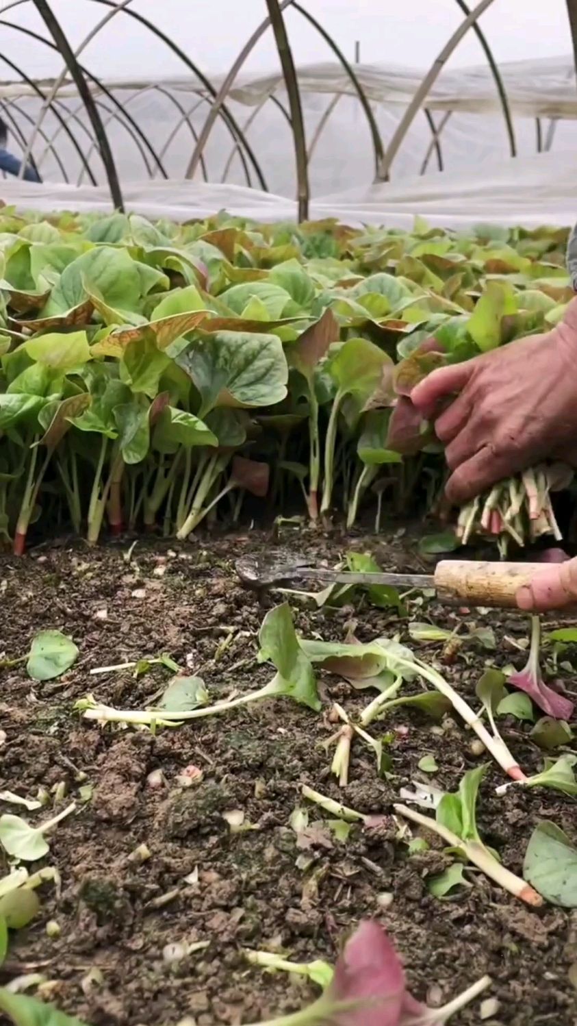 折耳根是不是你的最爱