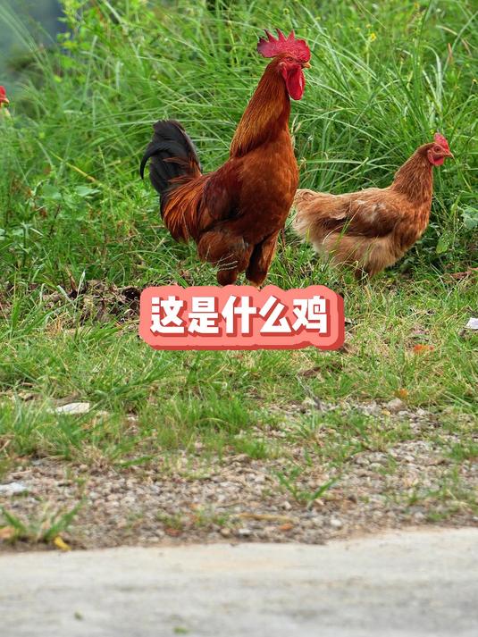 找五彩大公鸡（第一期）