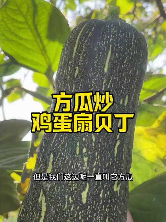 这个瓜是圆的长的,为什么叫方瓜呢?