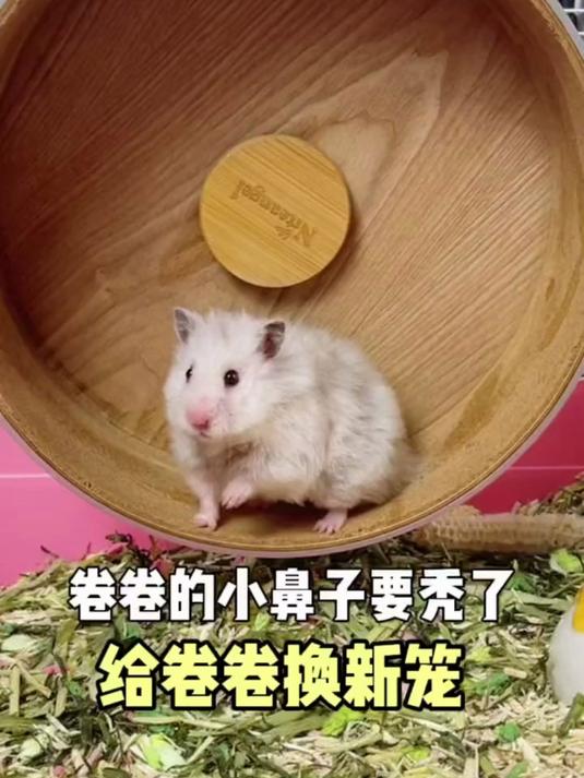 卷卷小鼻子快秃啦！金丝熊破坏大王换笼子，贵里贵气还省钱～