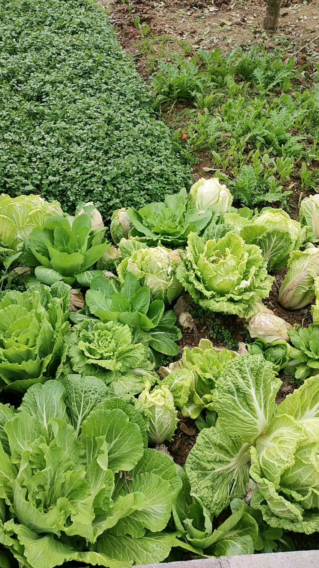 回家过年,吃正宗农家蔬菜啦!