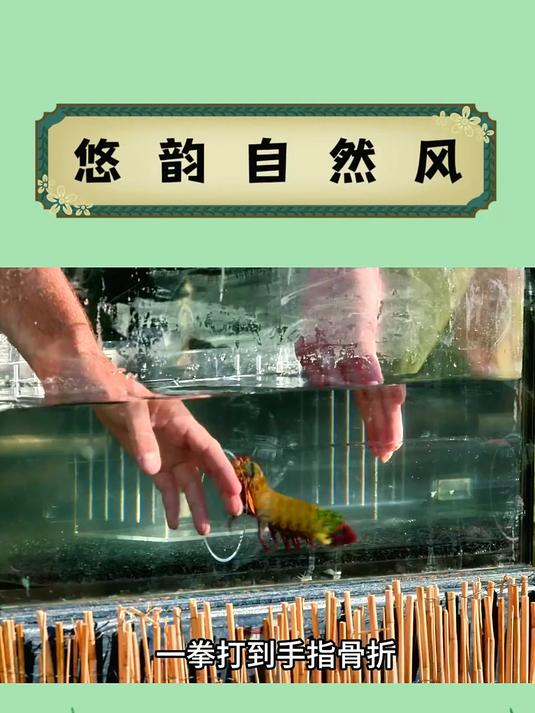 海底灭霸,一拳超人螳螂虾