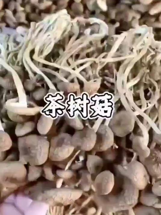 煲汤炖肉少不了它,好吃又有嚼劲茶树菇