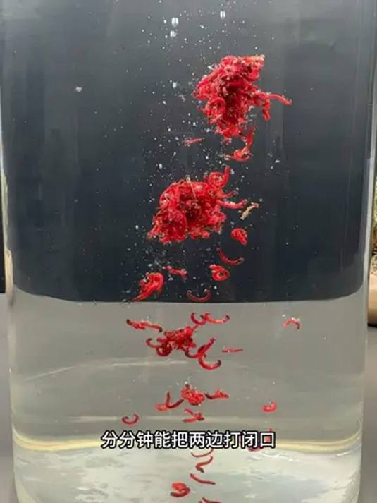 红虫钓鱼怎样开饵?红虫炮拉饵技巧大公开