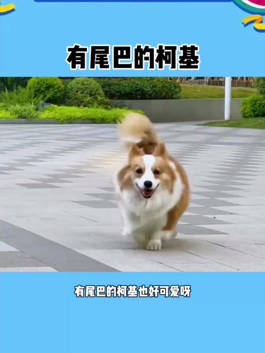 有尾巴的柯基
