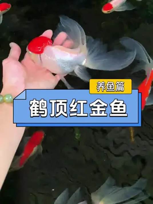 鹤顶红金鱼放入鱼缸:颜值超锦鲤,喜庆似肥猪!