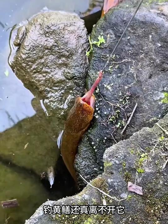 钓黄鳝钩子传统钓鳝钩鳝鱼钩带倒刺可旋转软钩长鱼钩鳝鱼钩