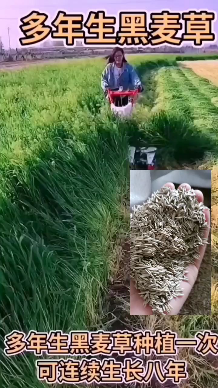 牧草种子大全