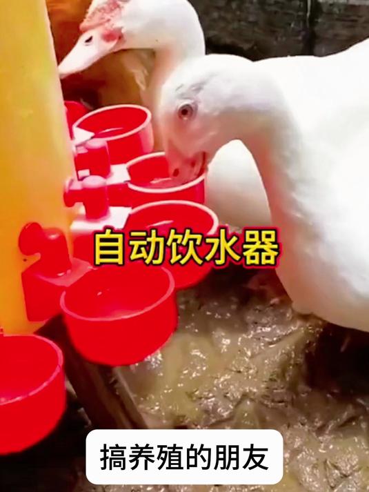 饮水器童锁防误触,给雏鸡换水时不呛水