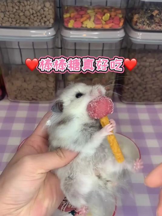 小号花琅家出家养今天崽崽又有口福了