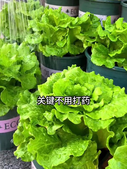 强烈推荐！奶油生菜种子，脆嫩无渣，生吃凉拌都超绝#年货#