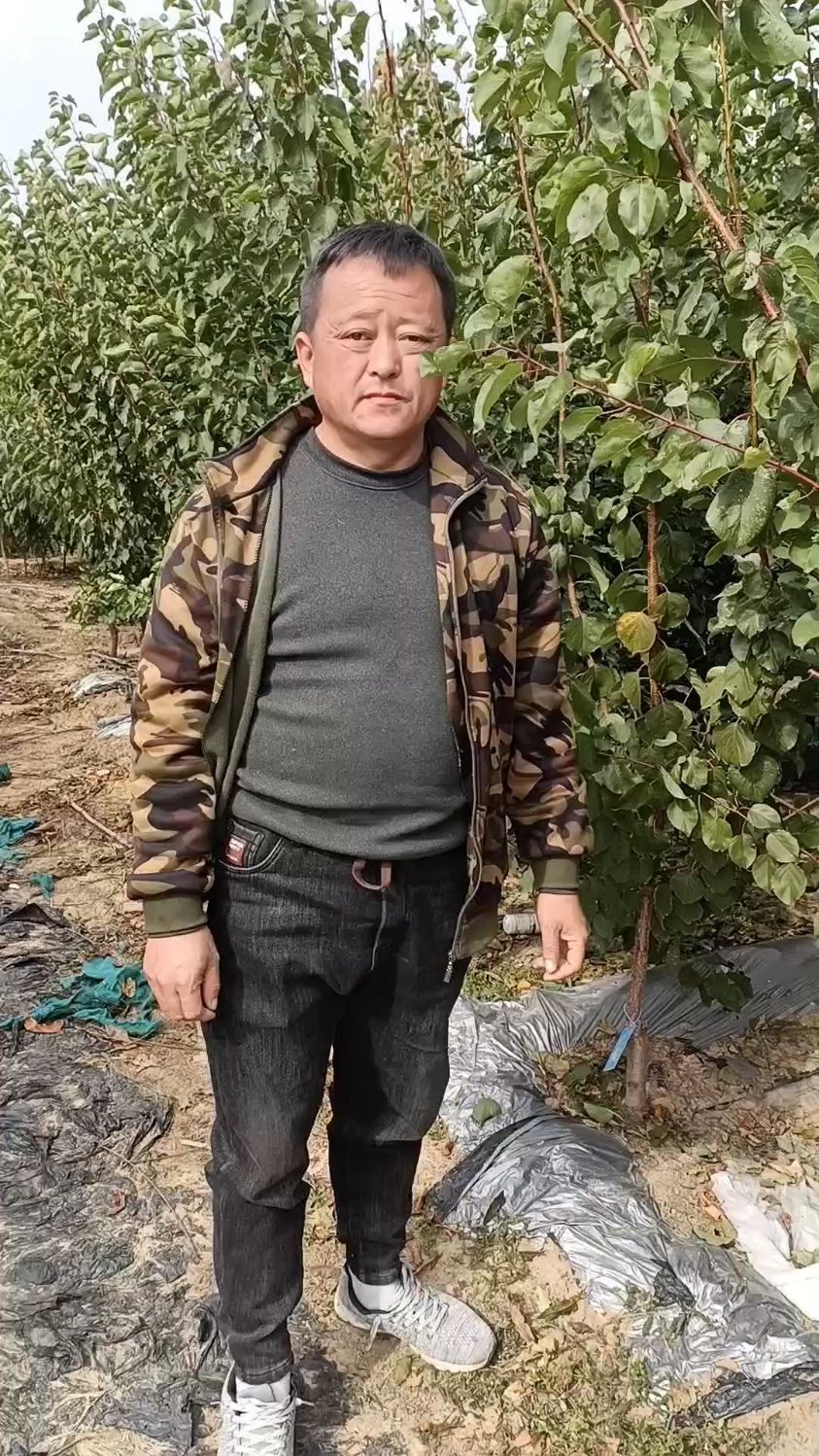 杏树选择什么砧木嫁接好,荷兰香蜜杏选择杏砧木亲和力好,树势健壮,结果早
