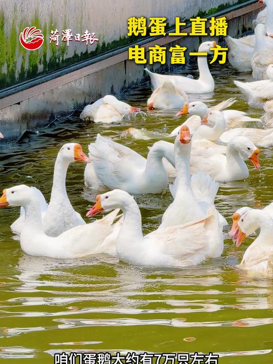 鹅蛋上直播 电商富一方 #黄安# #鹅蛋#