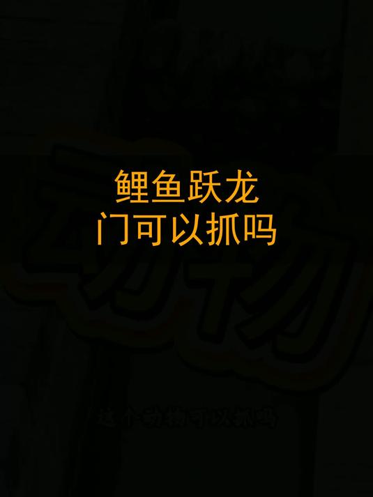 鲤鱼跃龙门可以抓吗？