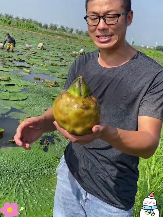 优质农产品 鸡头米原来就是新鲜的芡实,它也被称为水中人参