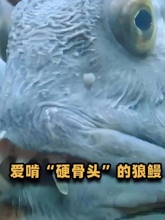 满嘴尖牙的深海怪鱼,出现在俄罗斯海岸,难道是变异了?