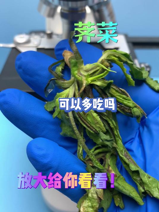 荠菜你吃过没有,什么人不适合吃荠菜呢?