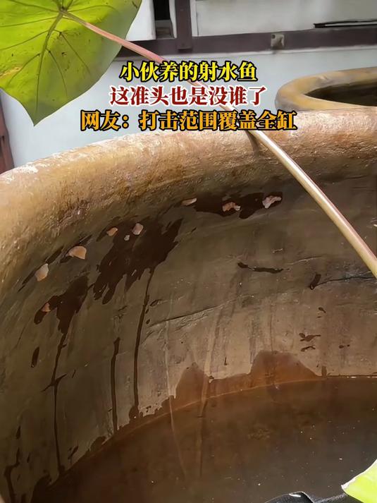 小伙养的射水鱼,这准头也是没谁了,网友:打击范围覆盖全缸