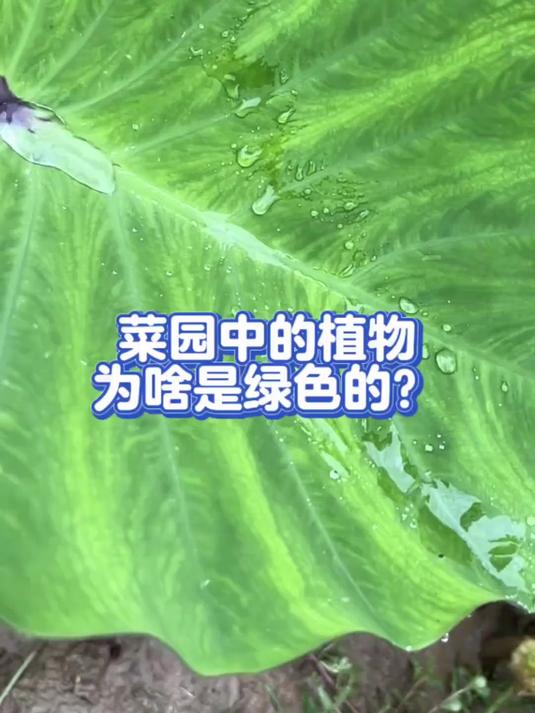 菜园中的植物为啥大多是绿色的?