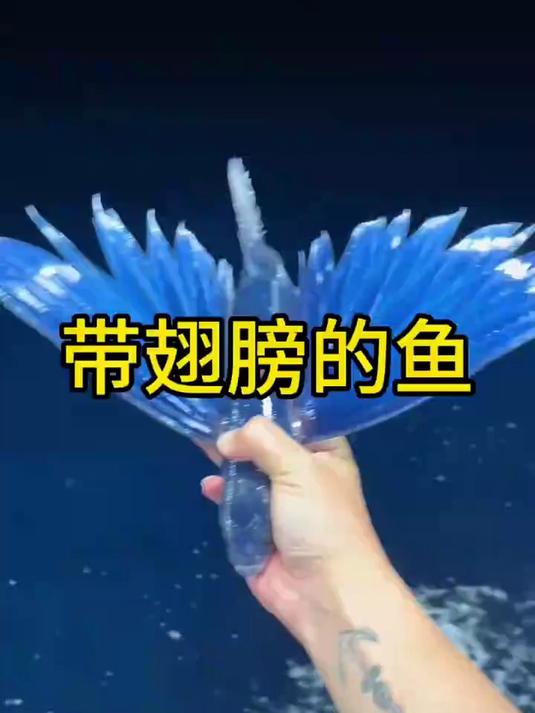 带翅膀的鱼
