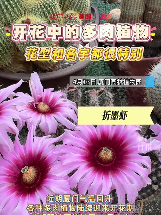 多肉植物开花啦！夏季限定的彩色小花，花型和名字都很特别