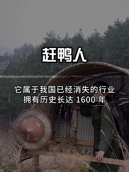 中国已经消失的职业，赶鸭人